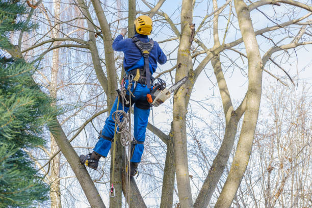 Best Tree Health Inspection  in Zephyrhills West, FL