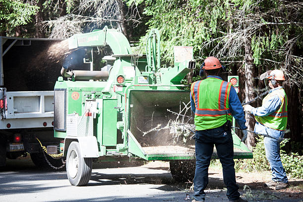 How Our Tree Care Process Works  in  Zephyrhills West, FL
